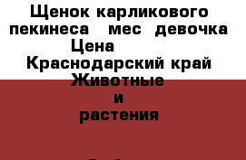 Щенок карликового пекинеса 2 мес. девочка › Цена ­ 2 500 - Краснодарский край Животные и растения » Собаки   
